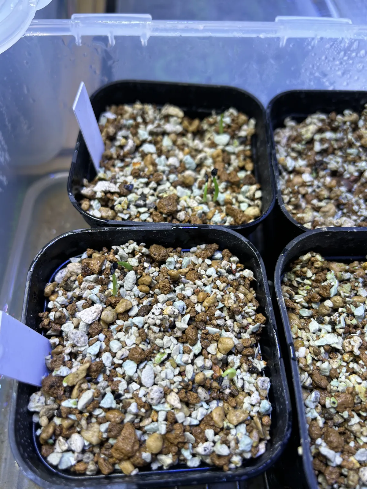 Agave calciphila (アガベ カルチフィラ)