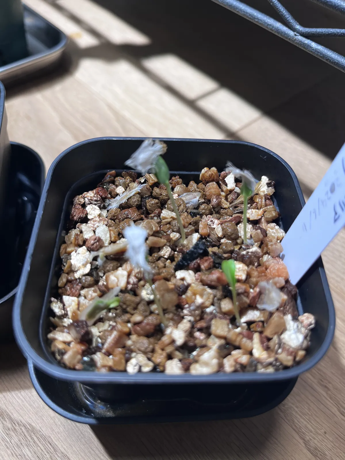 Fouquieria formosa (フォークイエリア フォルモサ)