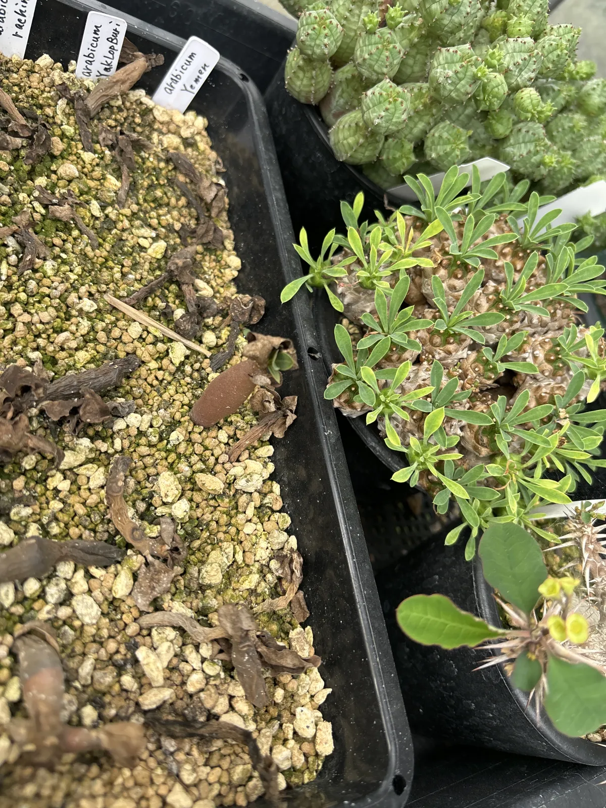 Adenium arabicum (アデニウム アラビカム イエメン)