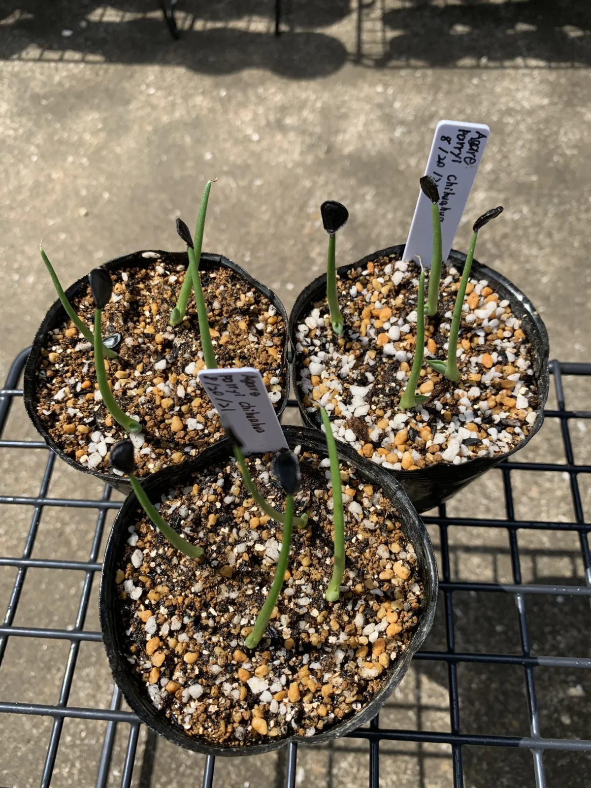 Agave parryi 'Chihuahua' (アガベ パリー チワワ)