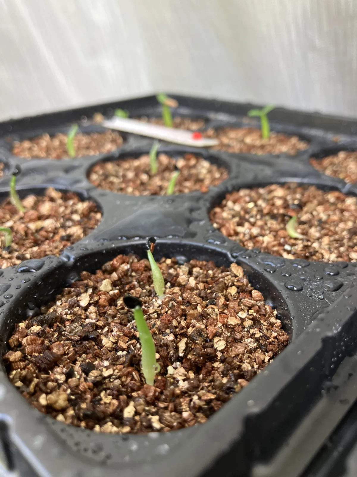 Agave titanota 'Blue' (アガベ チタノタブルー)