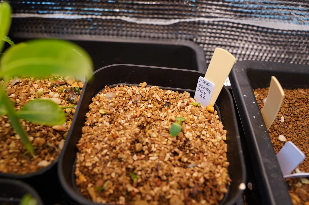 Pachypodium densiflorum var. brevicalyx (パキポディウム ブレビカリックス)