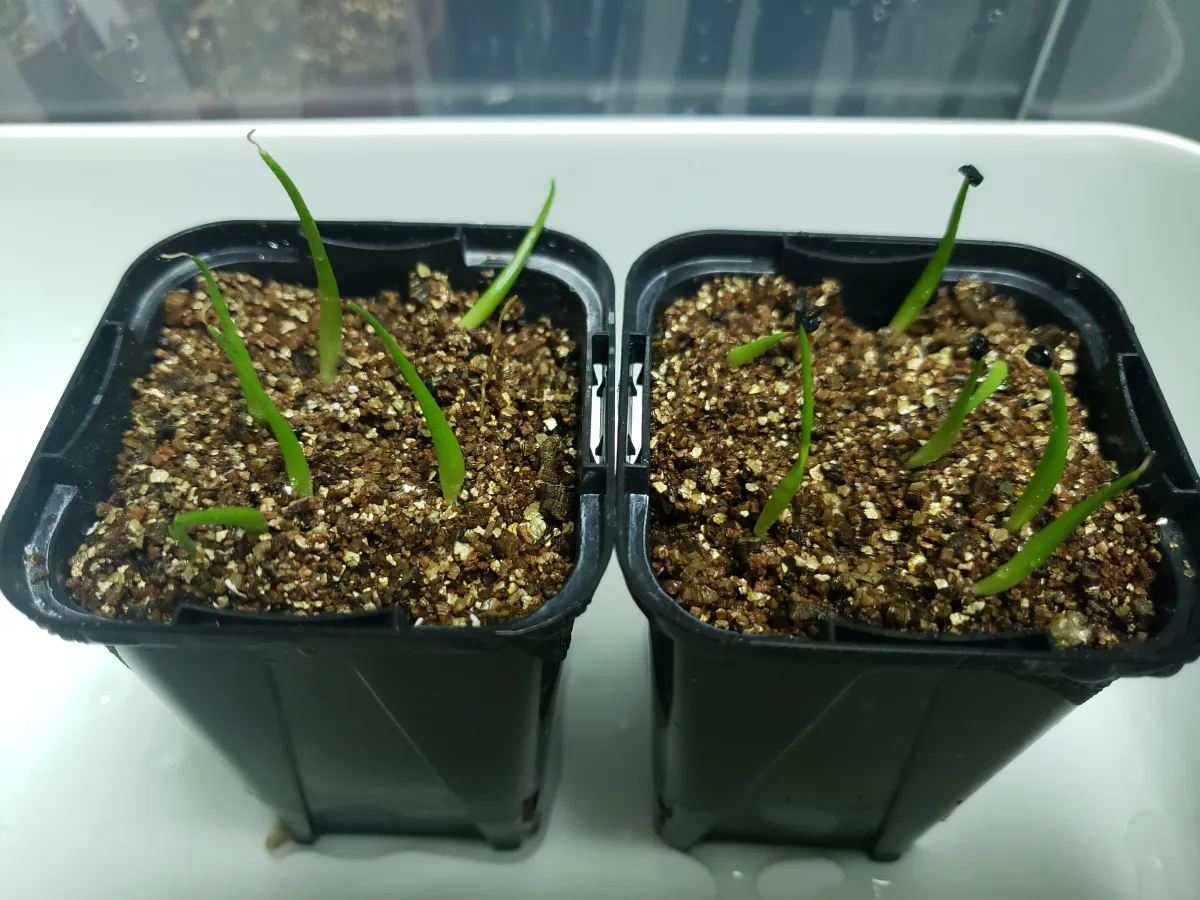 Agave utahensis var. eborispina (アガベ エボリスピナ)