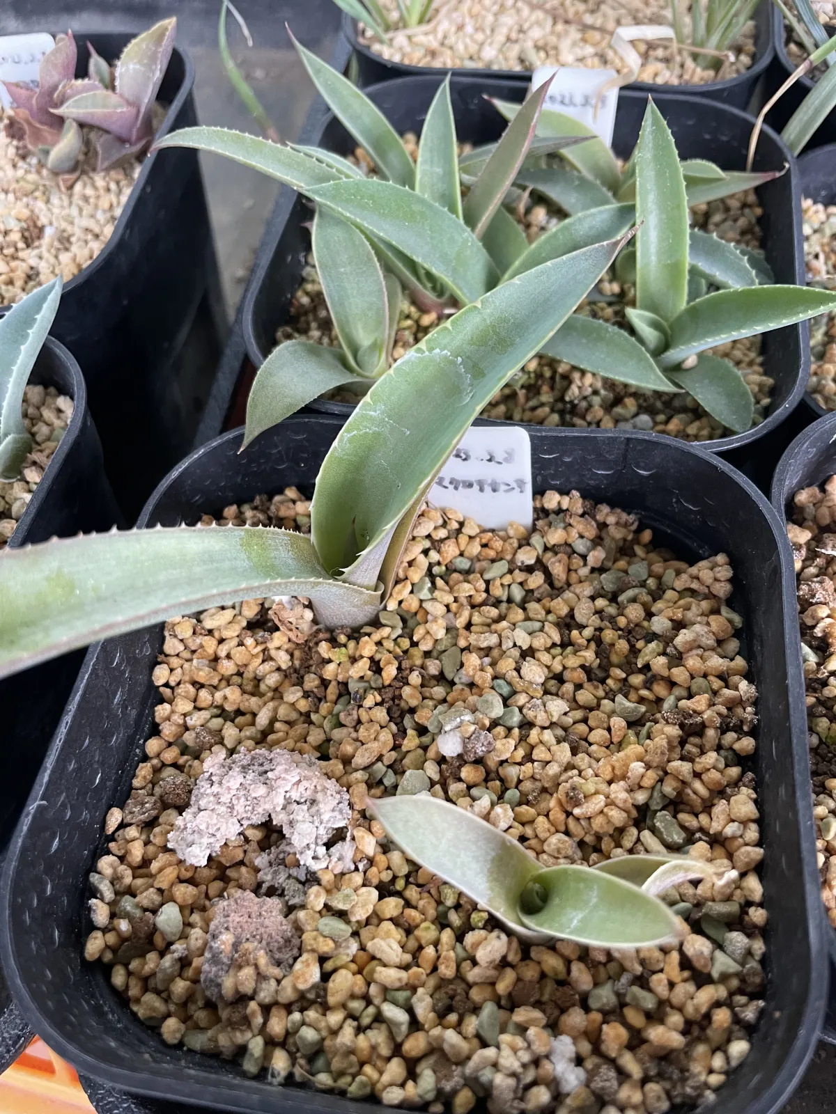Agave macroacantha (アガベ マクロアカンサ 八荒殿)