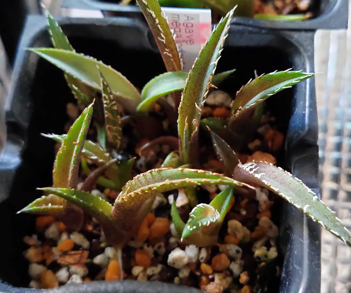 Agave megalodonta (アガベ メガロドンタ)