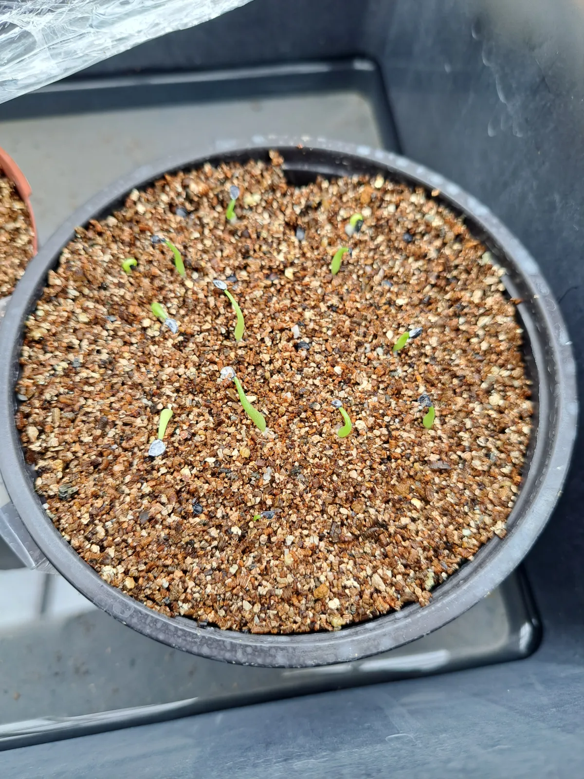 Agave calciphila (アガベ カルチフィラ)