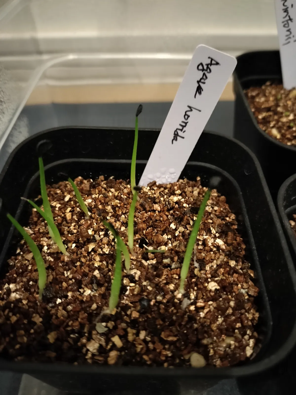 Agave horrida ssp. horrida (アガベ ホリダ)