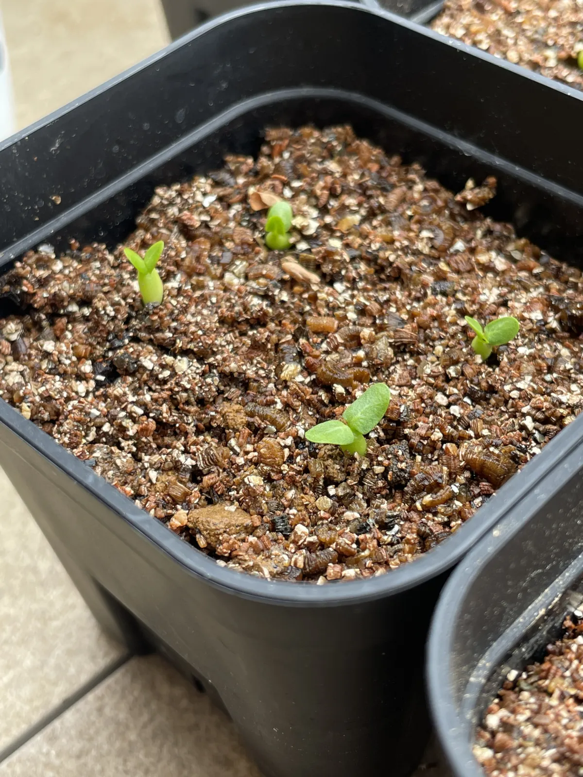 Pachypodium brevicaule subsp. leucoxanthum (パキポディウム レウコキサンツム)