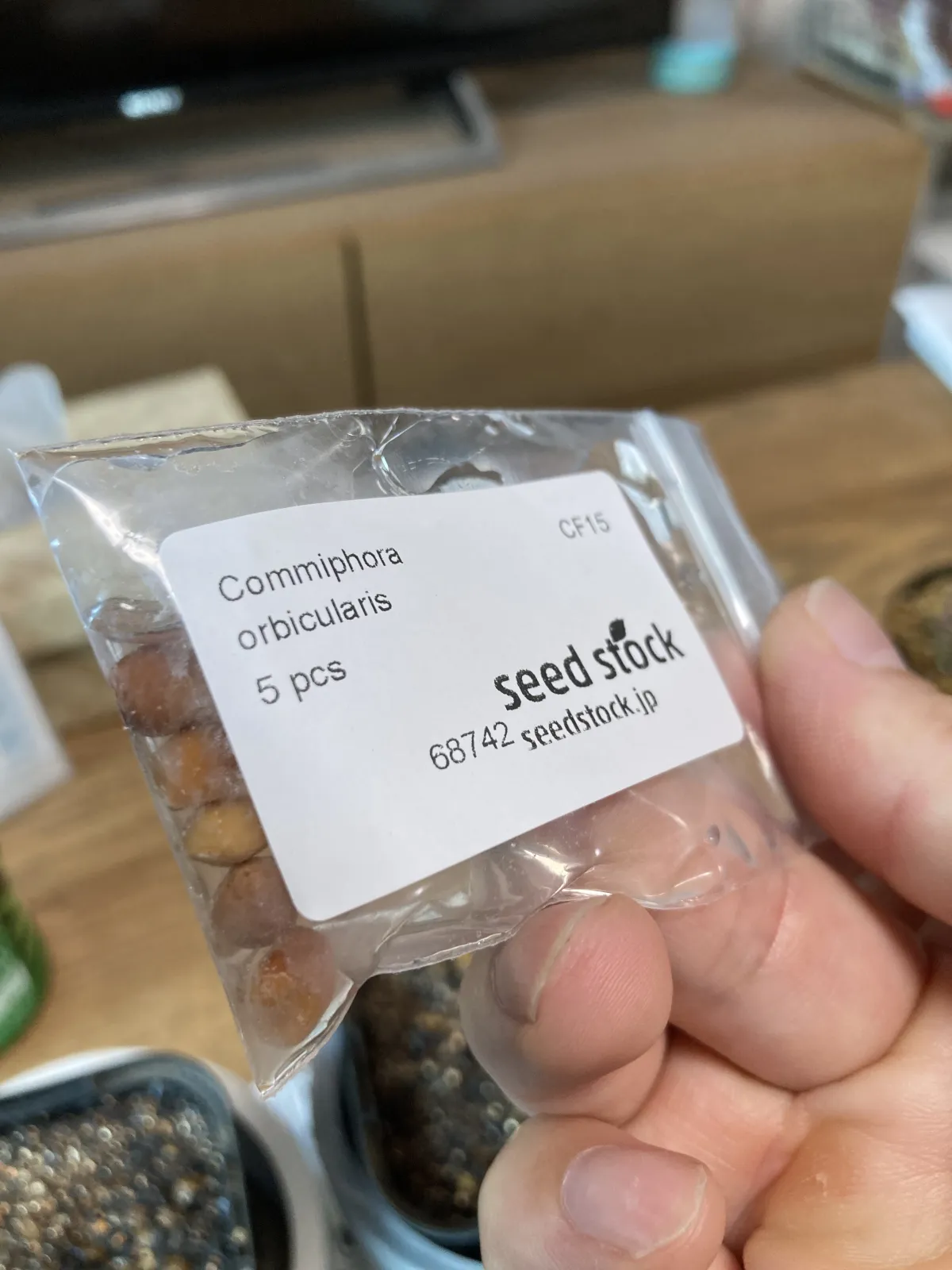 Commiphora orbicularis (コミフォラ オルビクラリス)