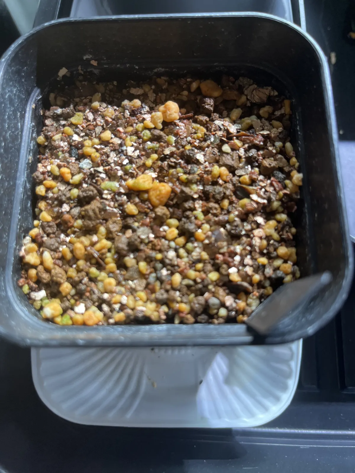 Pachypodium bispinosum (パキポディウム ビスピノーサム)