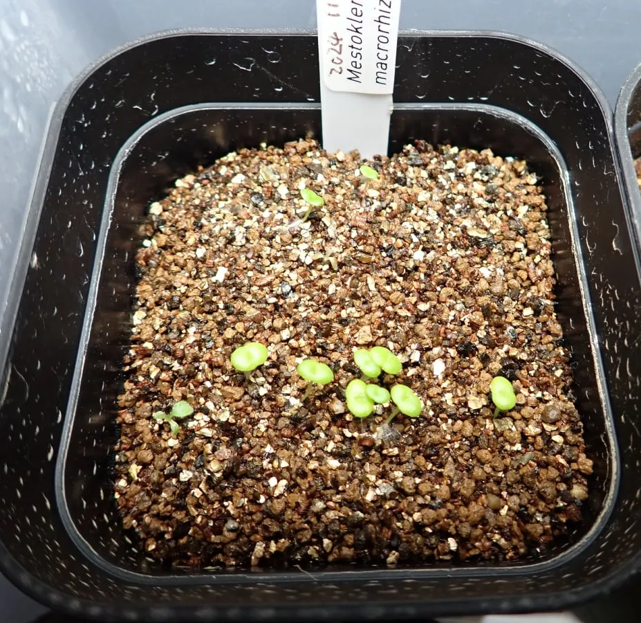 Mestoklema macrorhizum (メストクレマ マクロリザム)