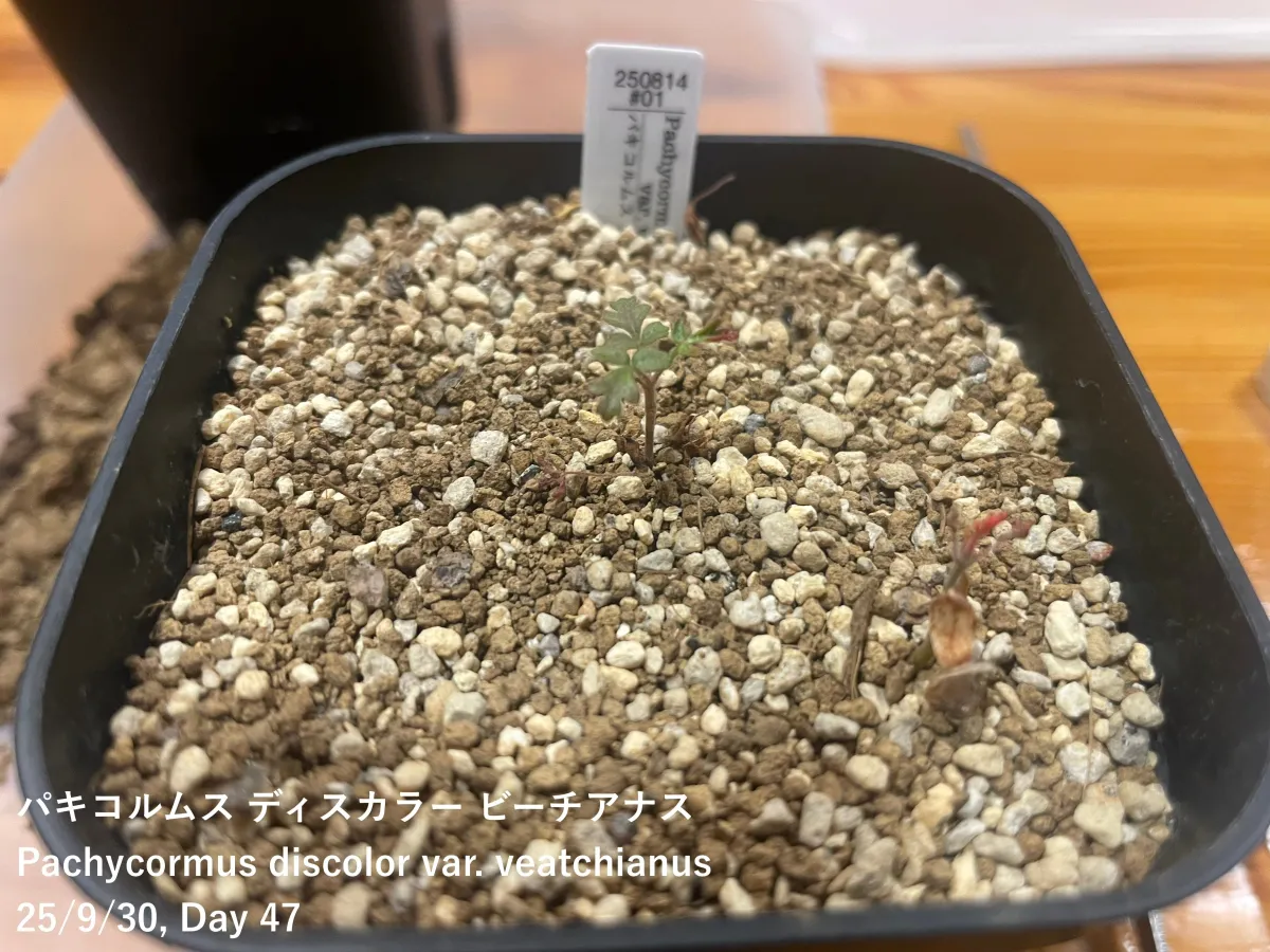 Pachycormus discolor var. veatchianus (パキコルムス ディスカラー ビーチアナス)