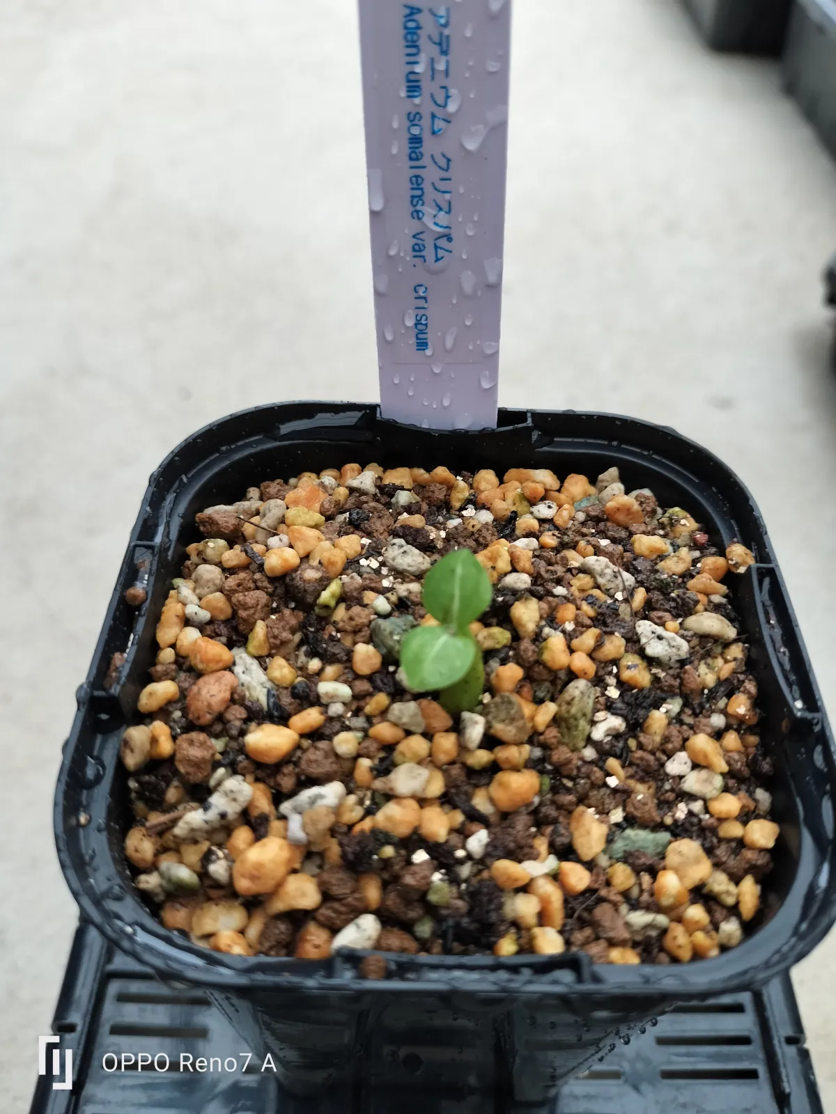 Adenium somalense var. crispum (アデニウム クリスパム)