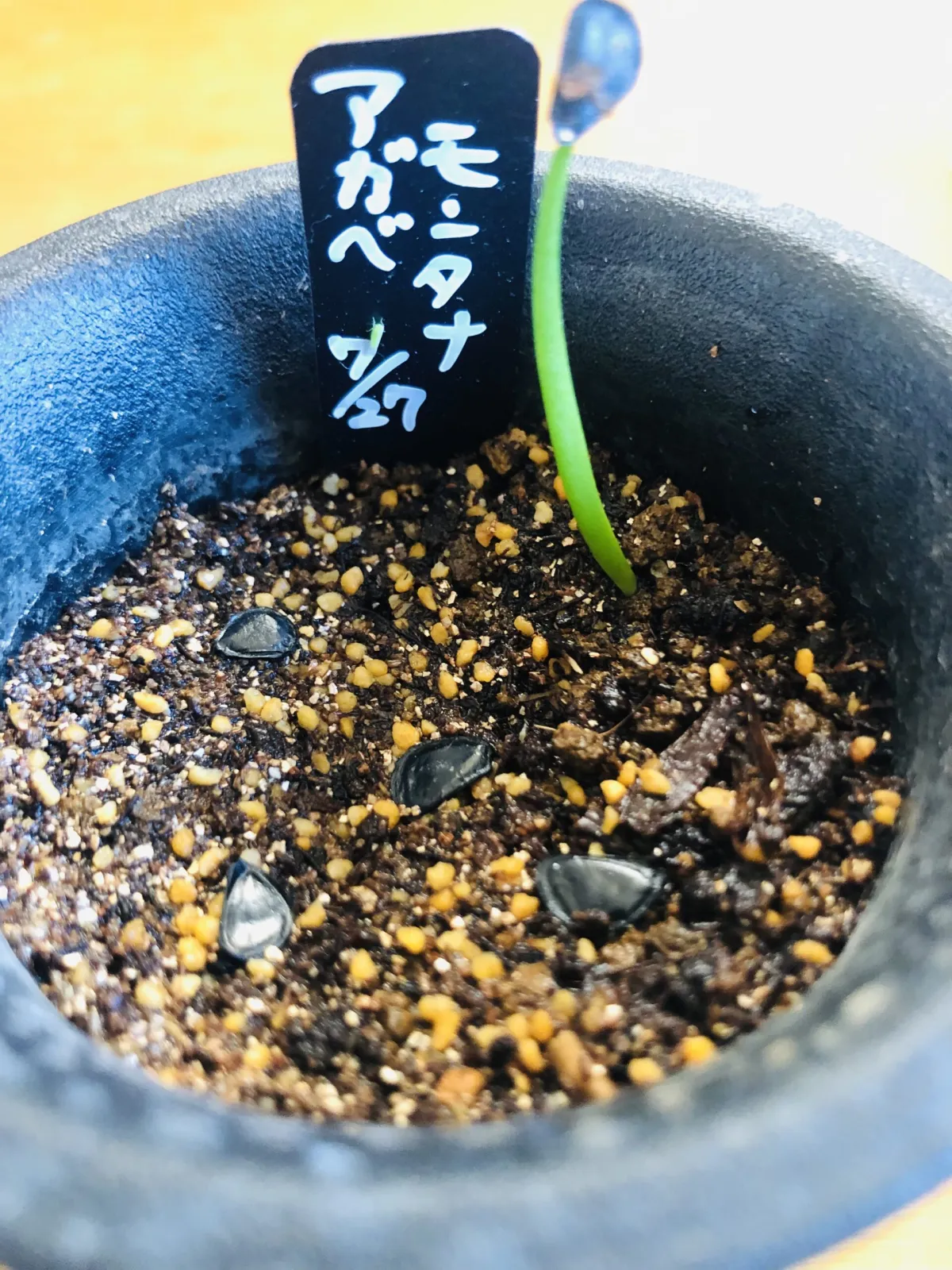 Agave montana (アガベ モンタナ)