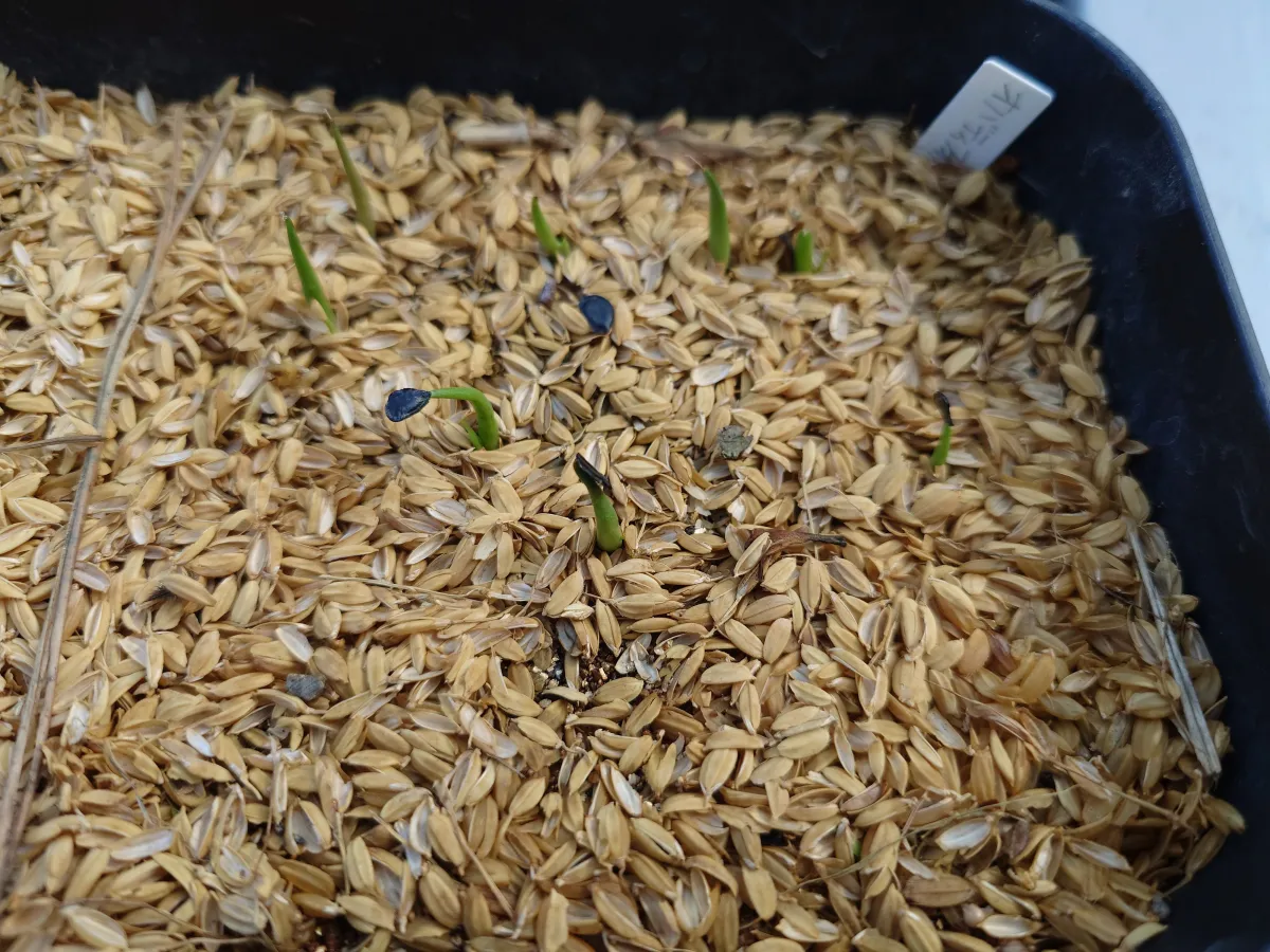 Agave ovatifolia (アガベ オバティフォリア)