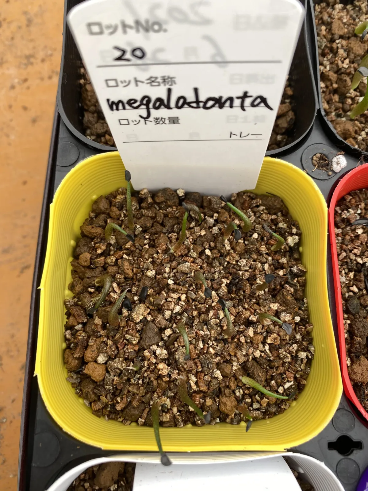 Agave megalodonta (アガベ メガロドンタ)