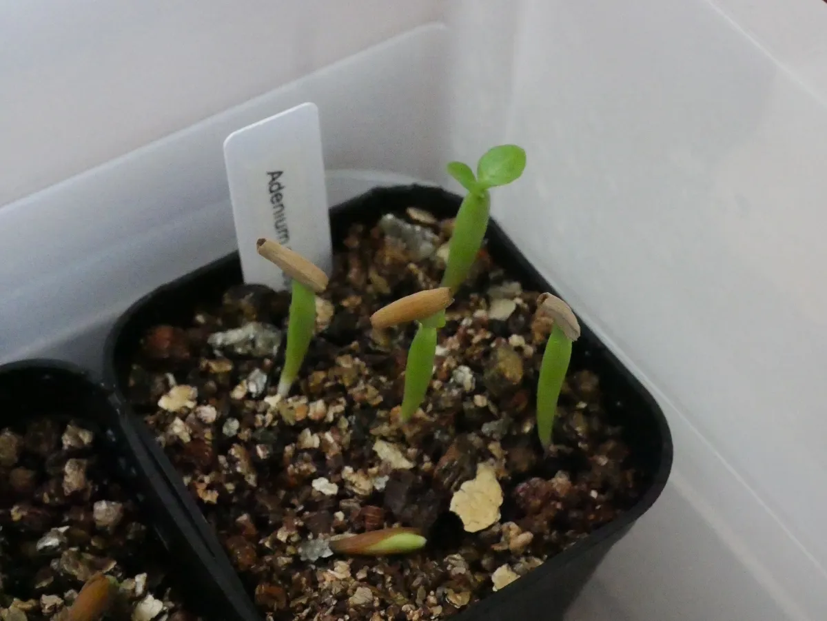 Adenium obesum (アデニウム オベスム)