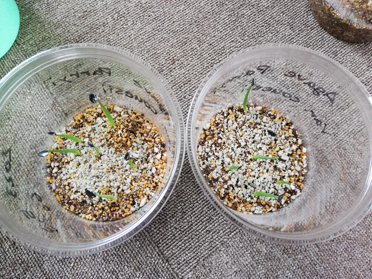 Agave parryi var. couesii (アガベ コウエシー)