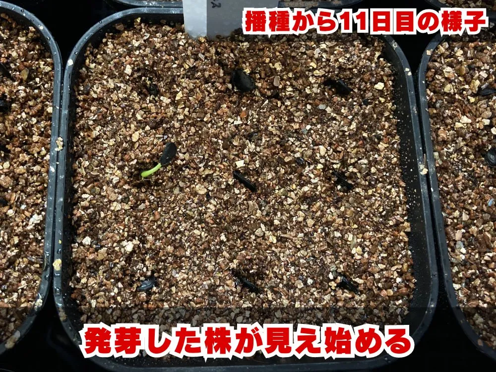 Agave asperrima ssp. zarcensis (アガベ アスペリーマ ザルセンシス)