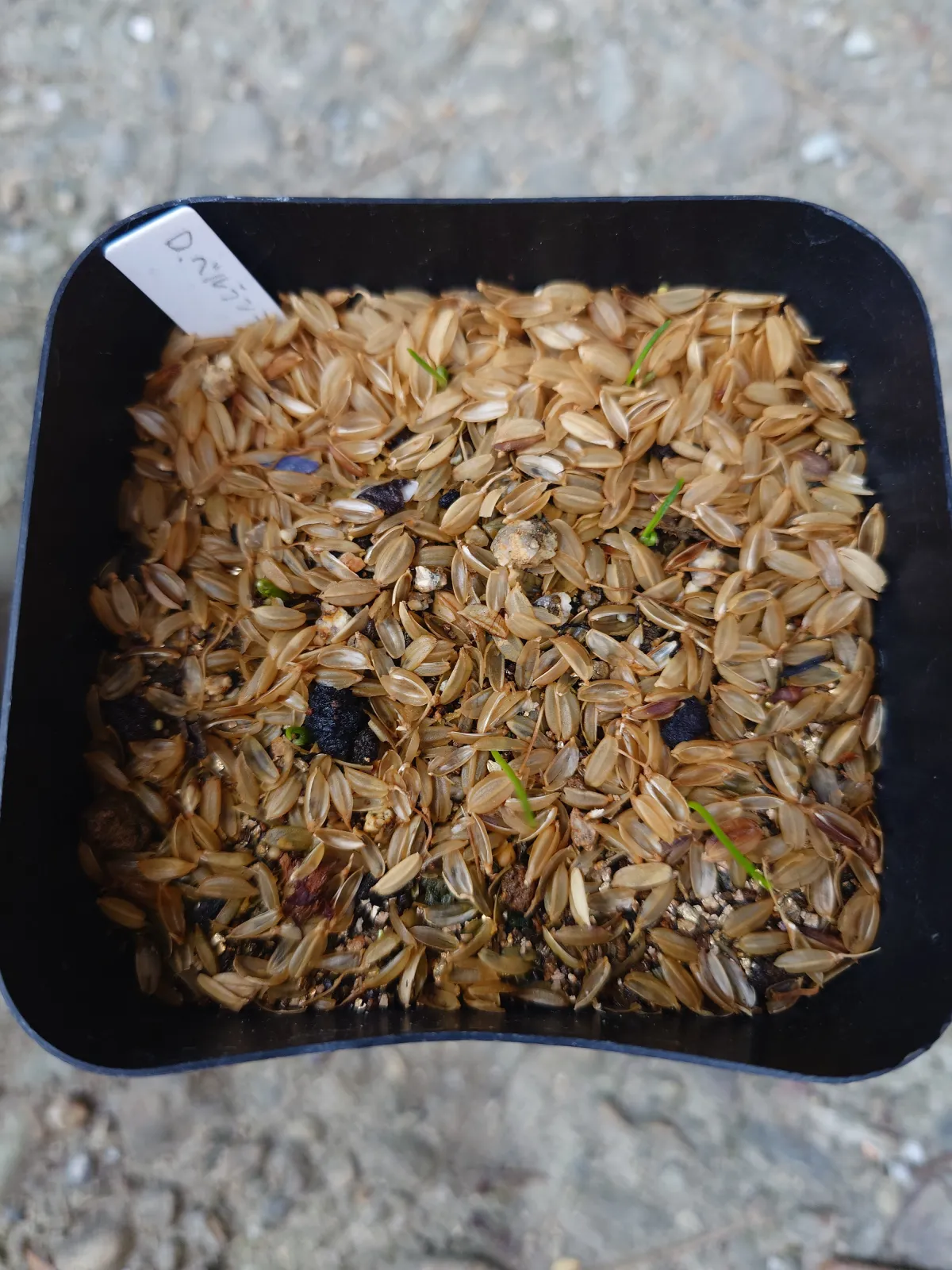 Dasylirion berlandieri var. berlandieri Zaragoza Blue (ダシリリオン ベルランディエリ)