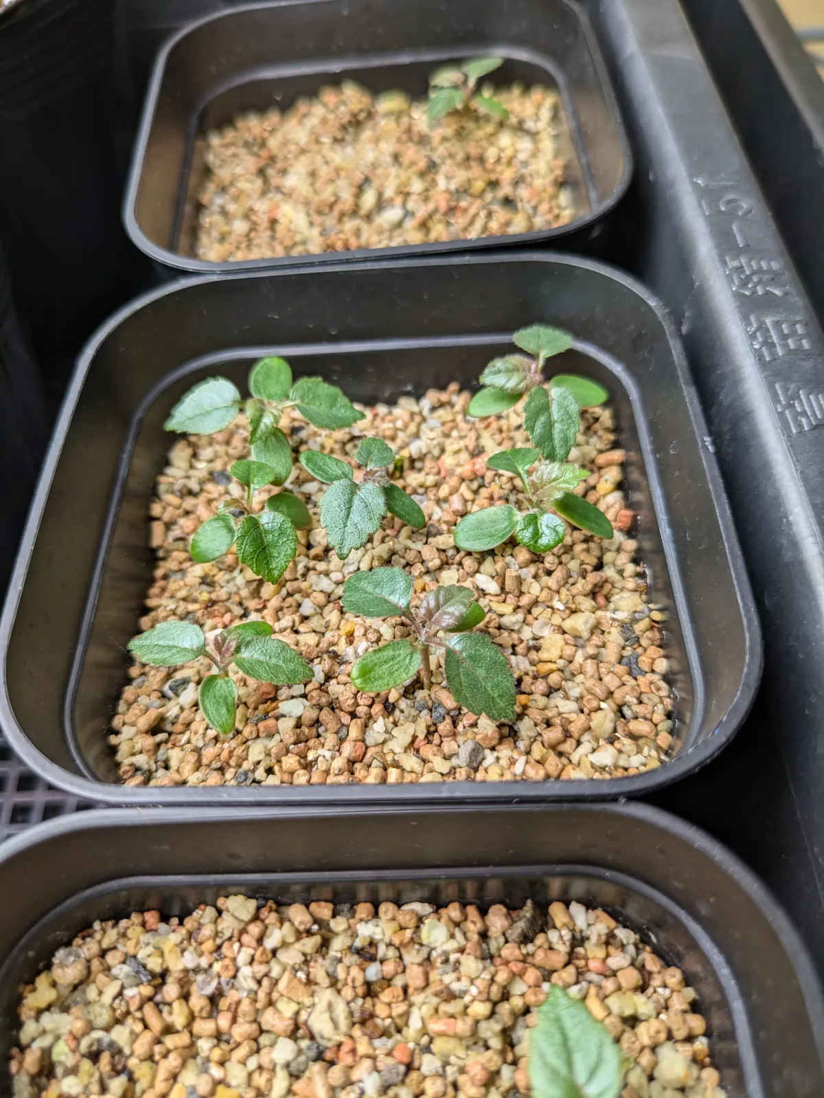 Beiselia mexicana (ベイセリア メキシカーナ)