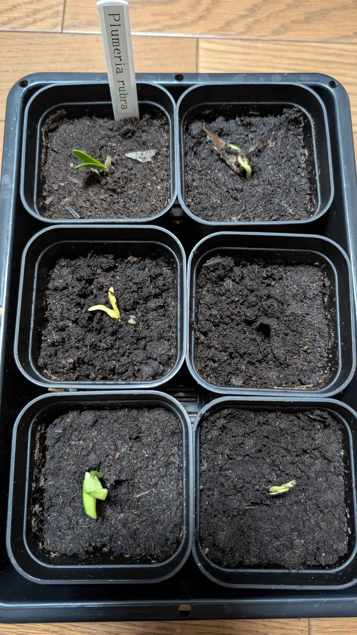 Plumeria rubra (プルメリア ルブラ)