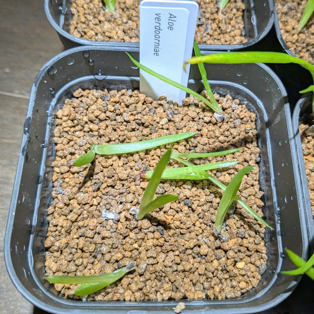 Aloe verdoorniae (アロエ ベルドーニアエ 星霞)