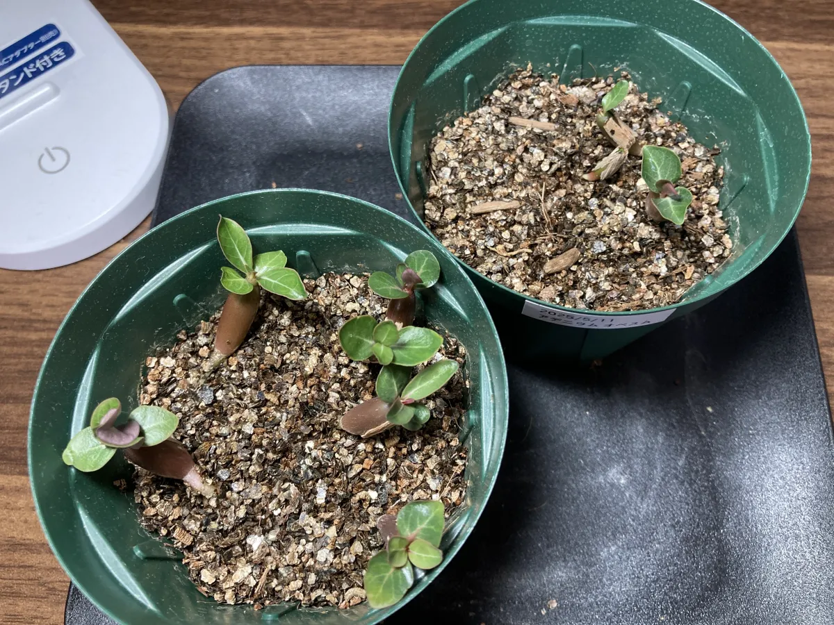 Adenium obesum (アデニウム オベスム)