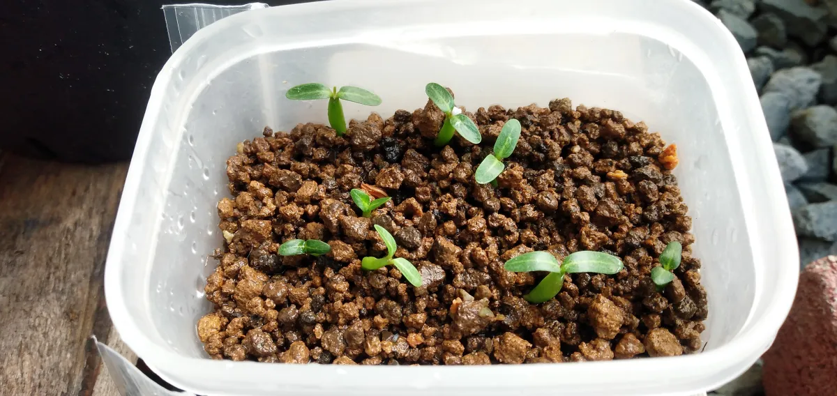 Pachypodium rosulatum var. gracilius (パキポディウム グラキリス)