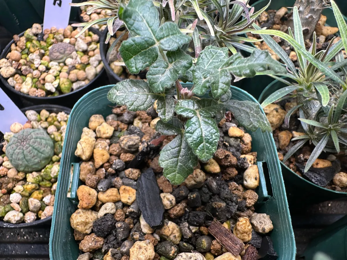 Boswellia sacra (ボスウェリア サクラ)