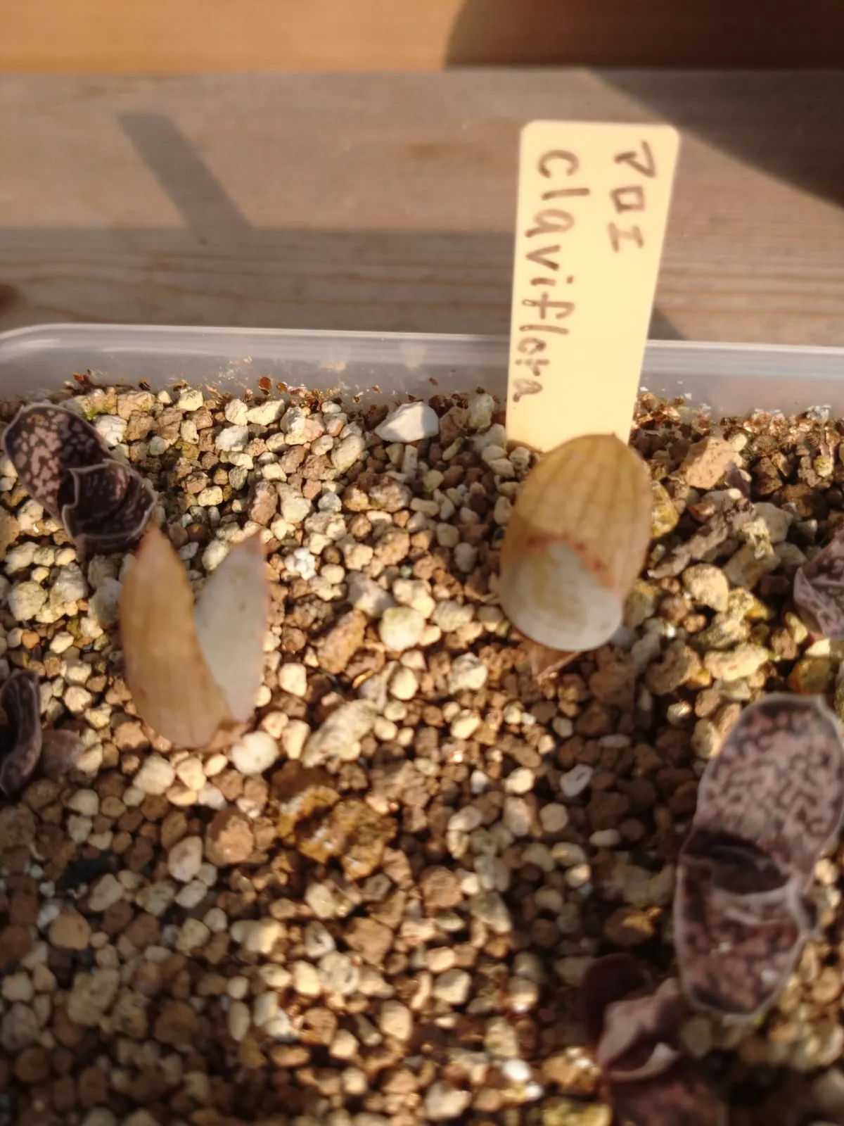 Aloe claviflora (アロエ クラビフローラ)