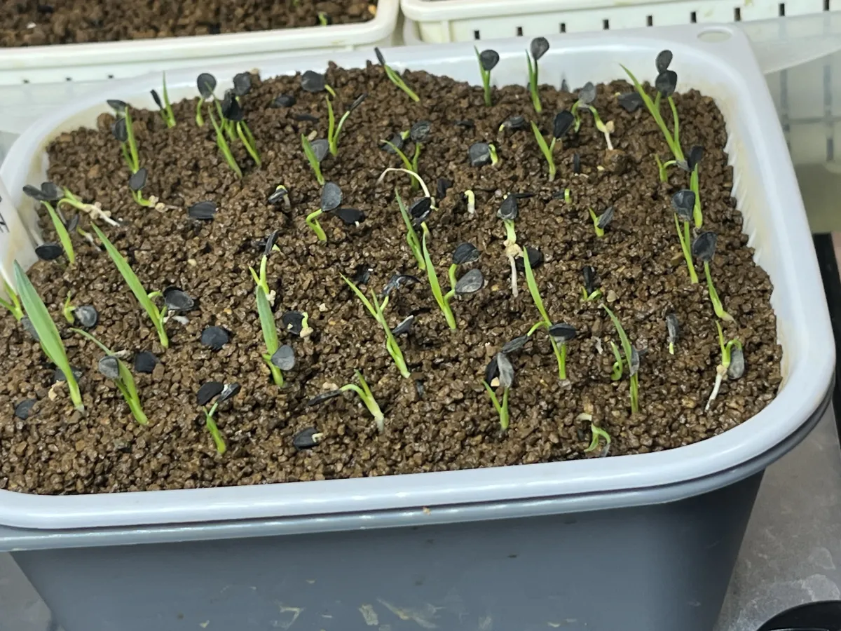 Yucca rigida (ユッカ リギダ)