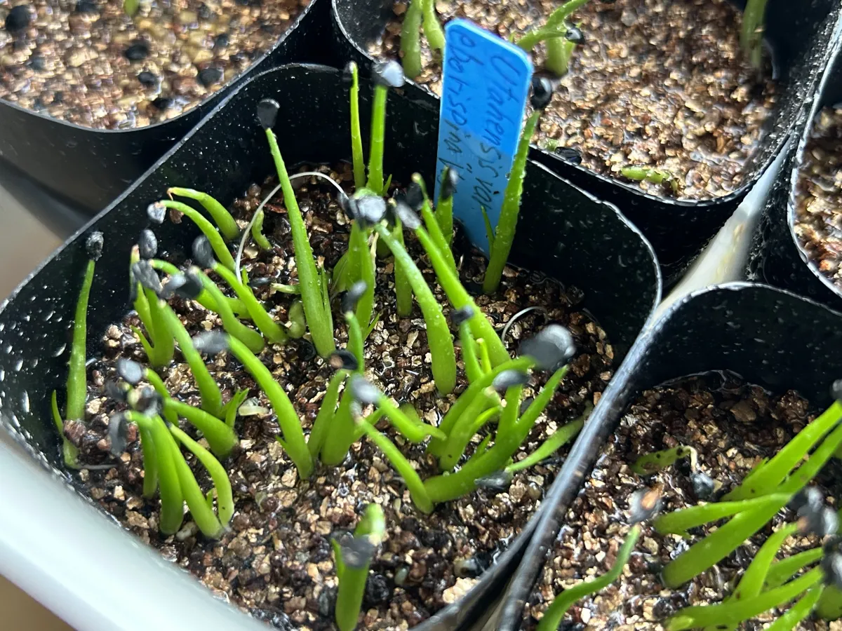 Agave utahensis var. eborispina 'Vegas' (アガベ エボリスピナ ヴェガス)