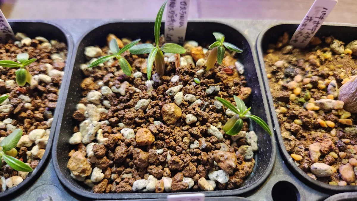 Pachypodium rosulatum var. gracilius (パキポディウム グラキリス)