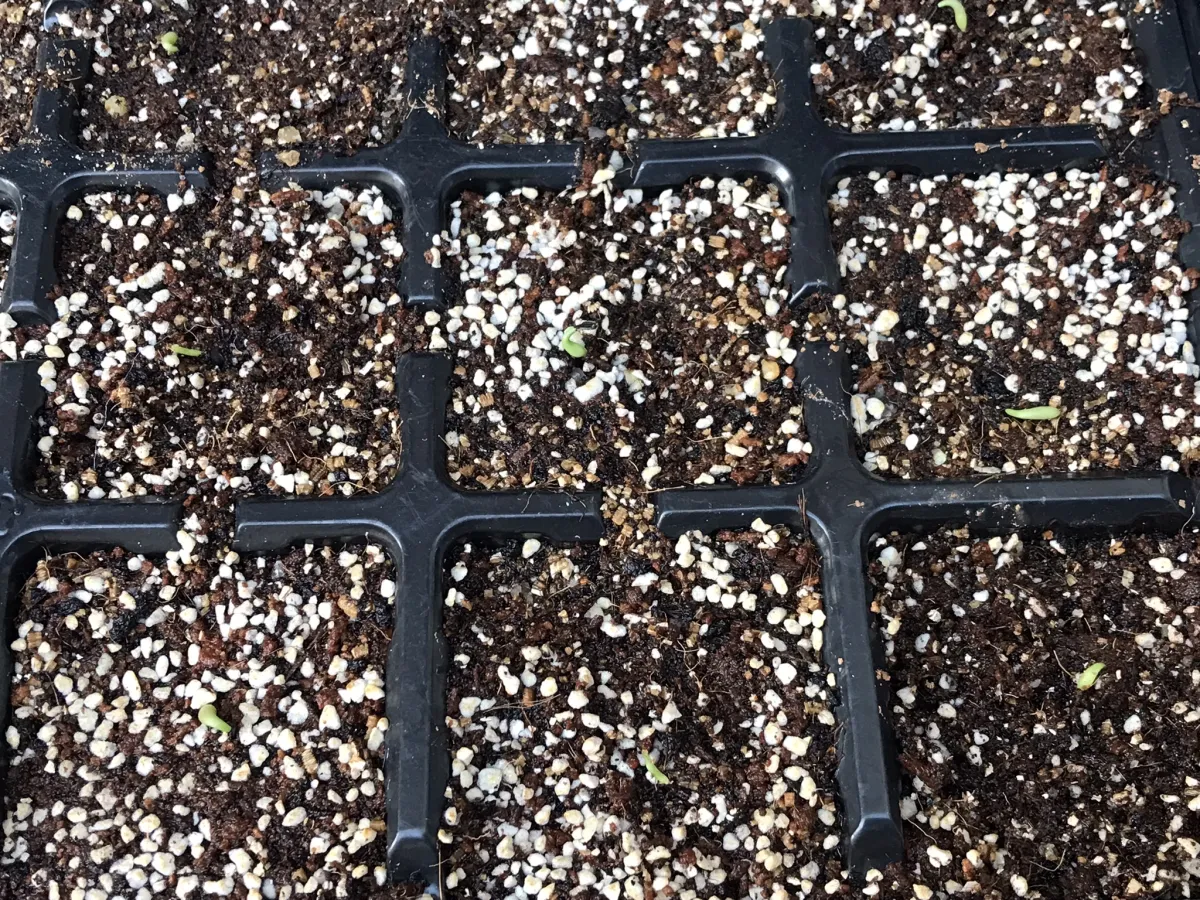 発芽しています！