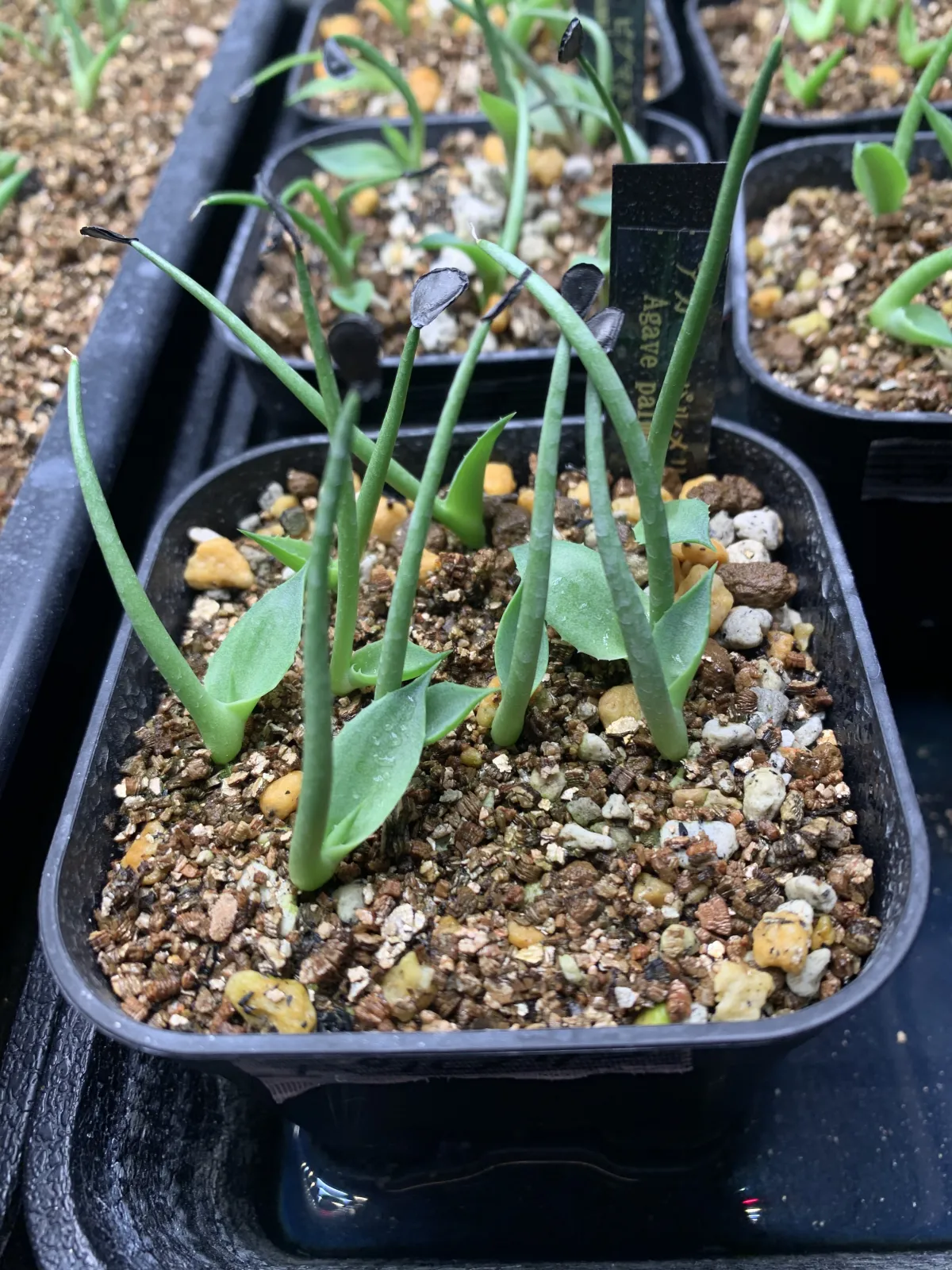 Agave palmeri (アガベ パルメリー)