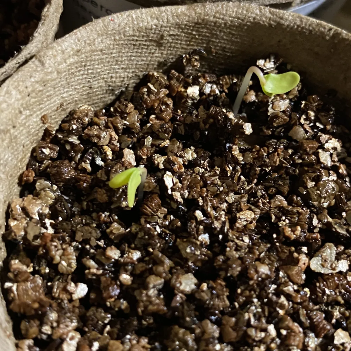 Pachycormus discolor (パキコルムス ディスカラー)