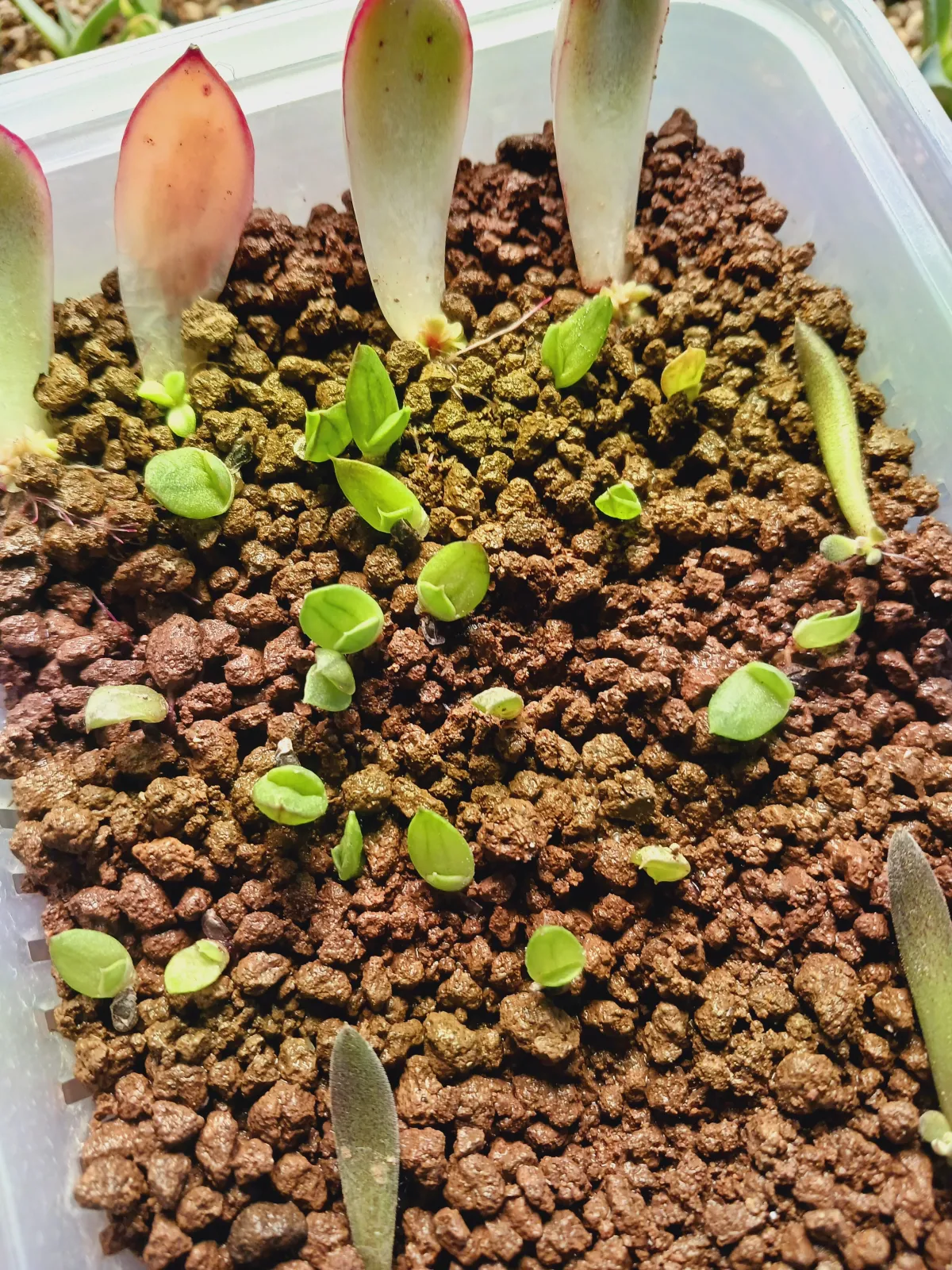 Aloe broomii (アロエ ブルーミー)