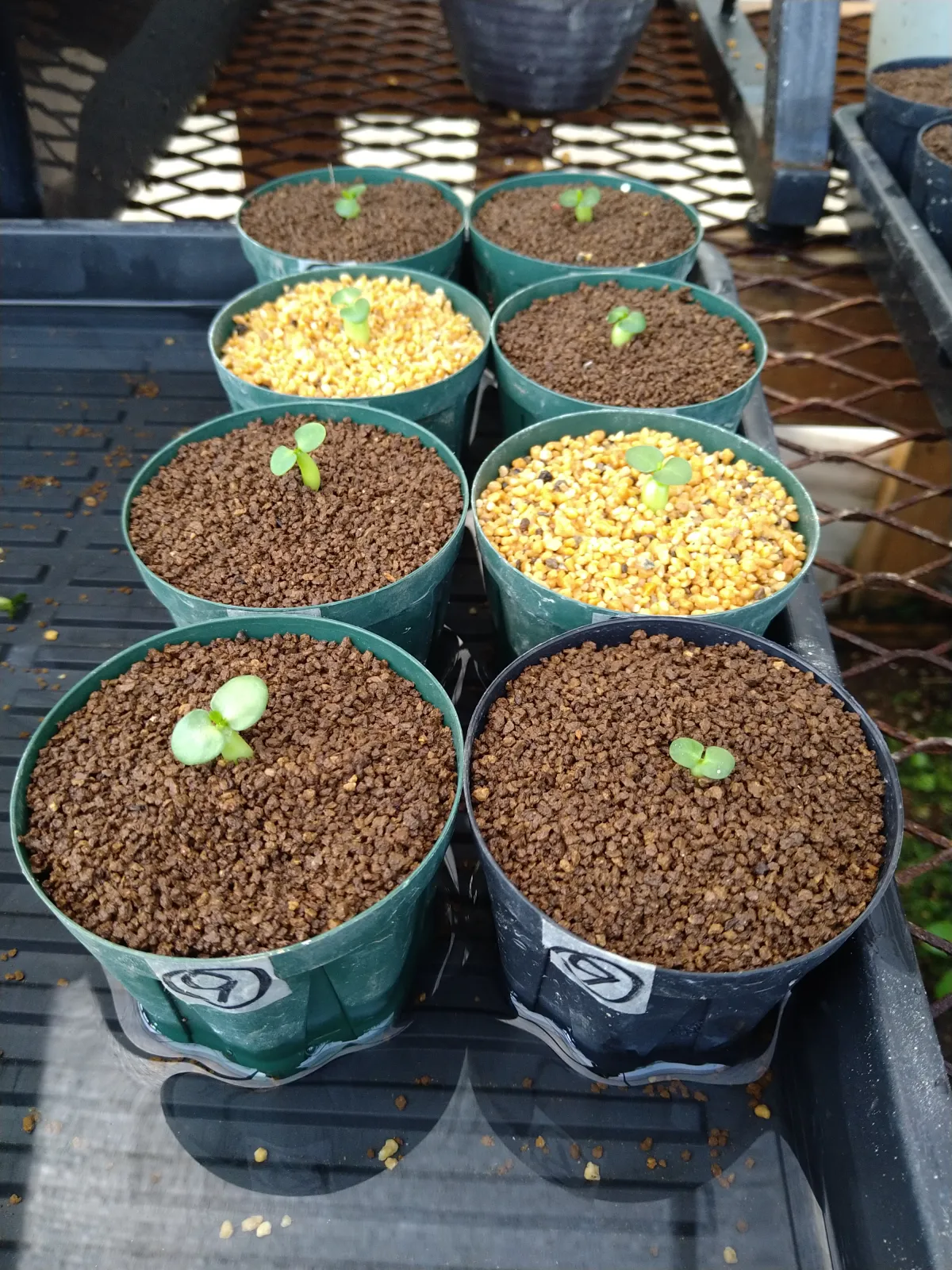 Pachypodium succulentum (パキポディウム サキュレンタム 天馬空)