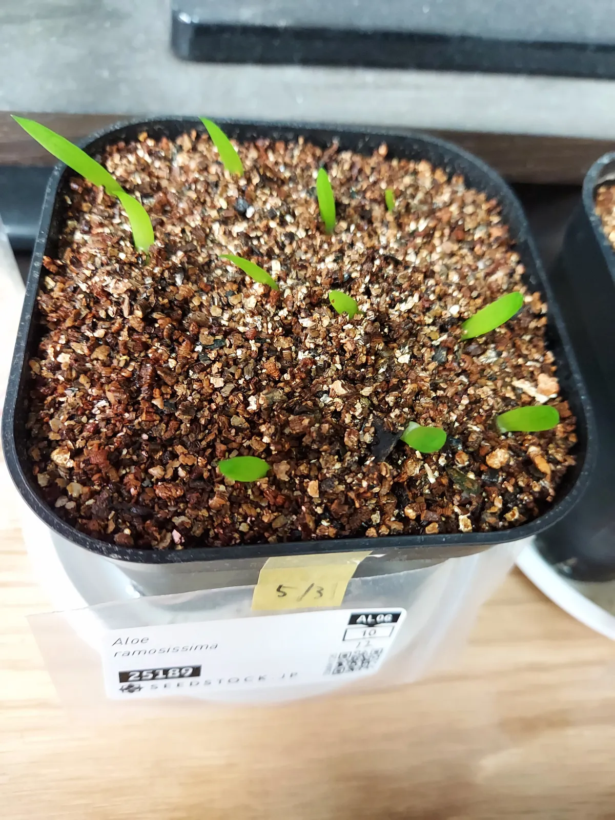 Aloe ramosissima (アロエ ラモシシマ)