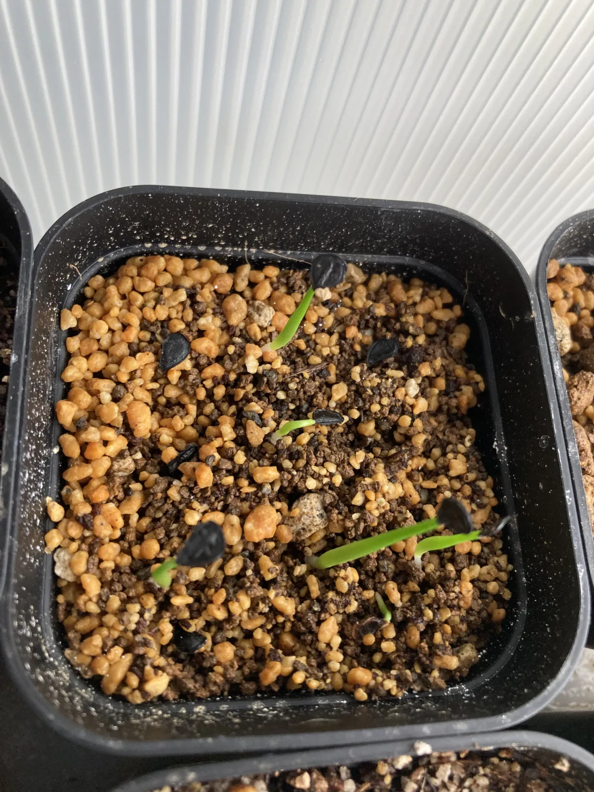 Agave mapisaga (アガベ マピサガ)