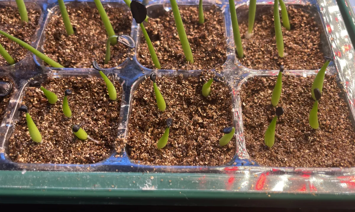 Agave victoriae-reginae ssp. swobodae 'Compacta' (アガベ スワボダエ コンパクタ‘’)