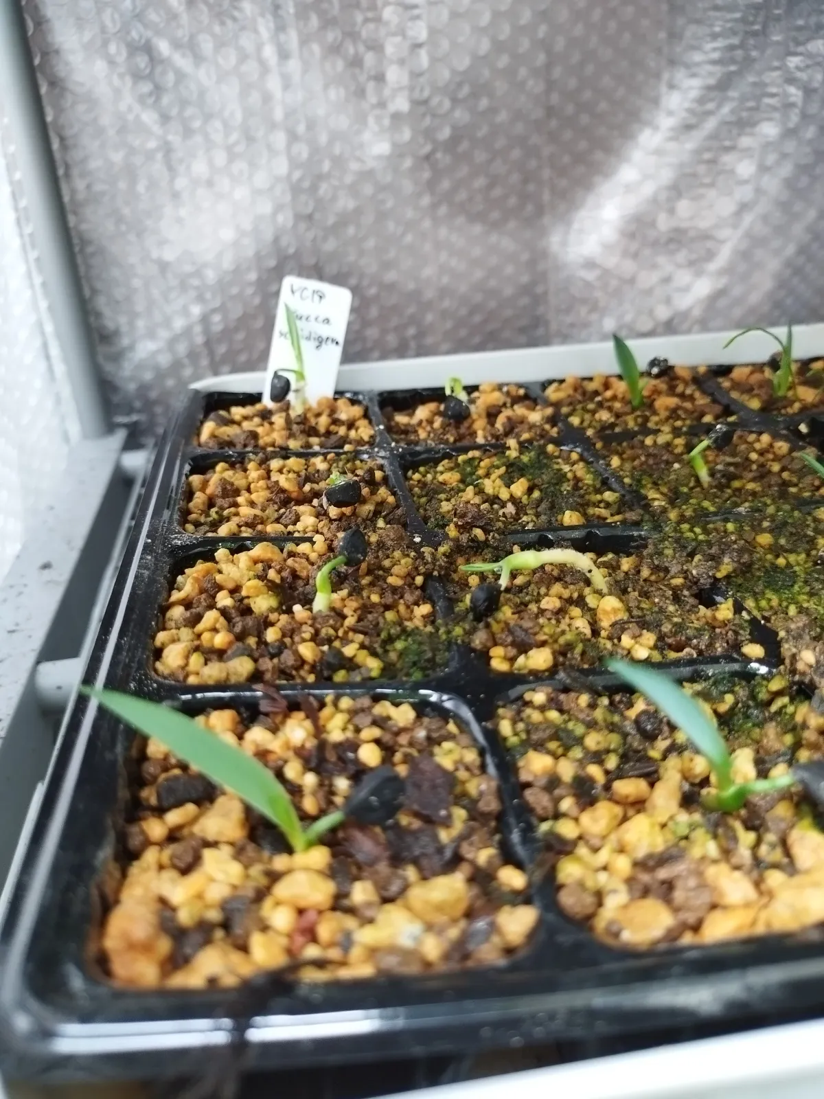 Yucca schidigera (ユッカ シジゲラ)