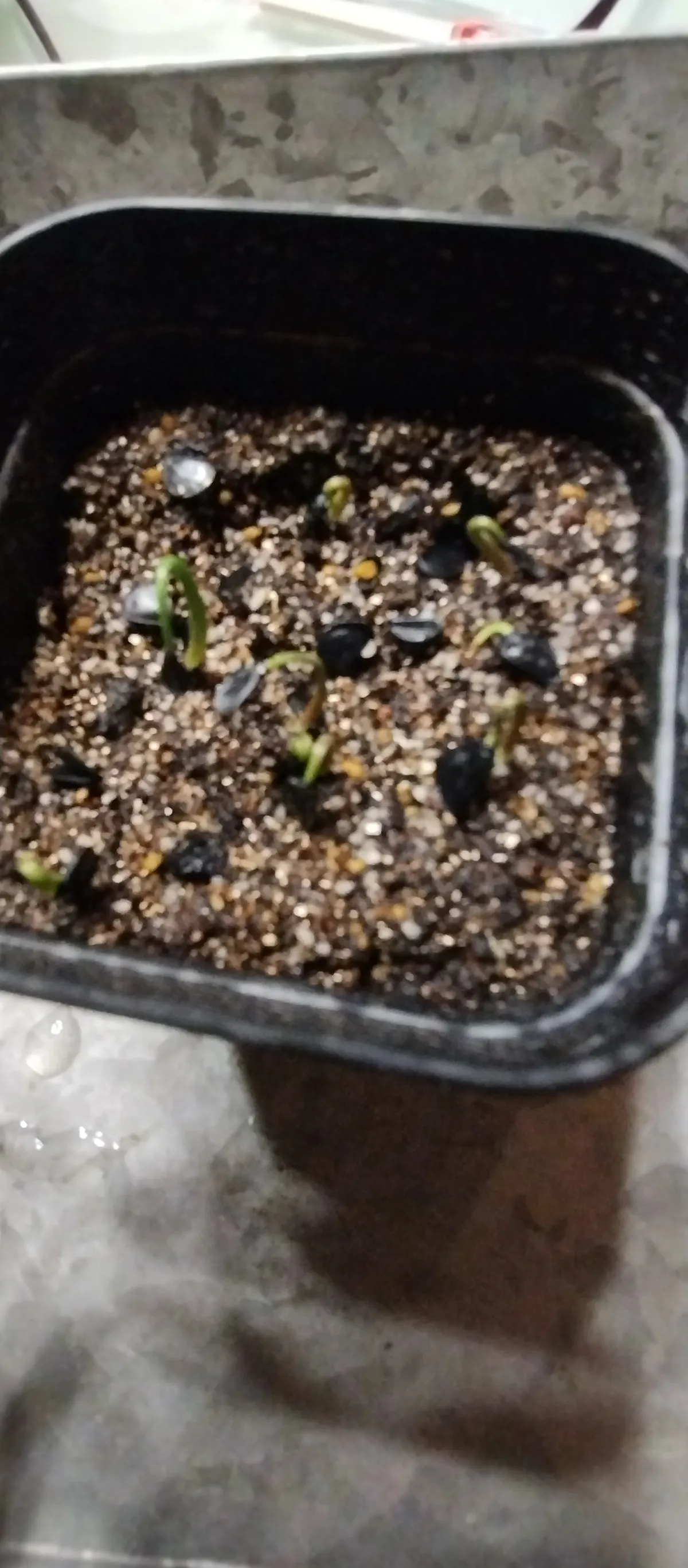 Agave potatorum Purple Haze (アガベ パープルヘイズ)