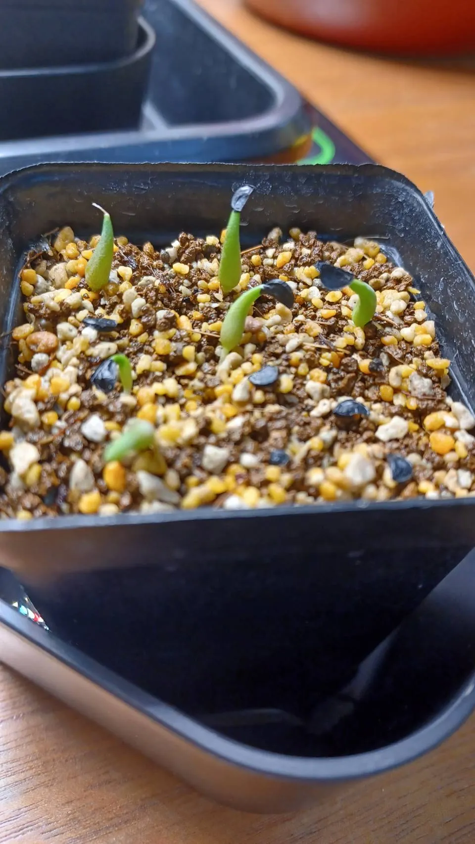 Agave titanota 'Blue' (アガベ チタノタブルー)