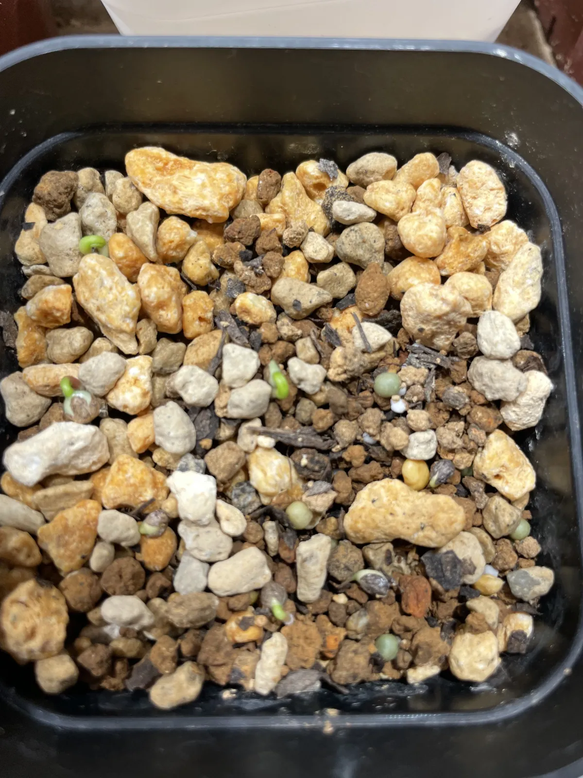 Euphorbia guillauminiana (ユーフォルビア ギラウミニアナ)