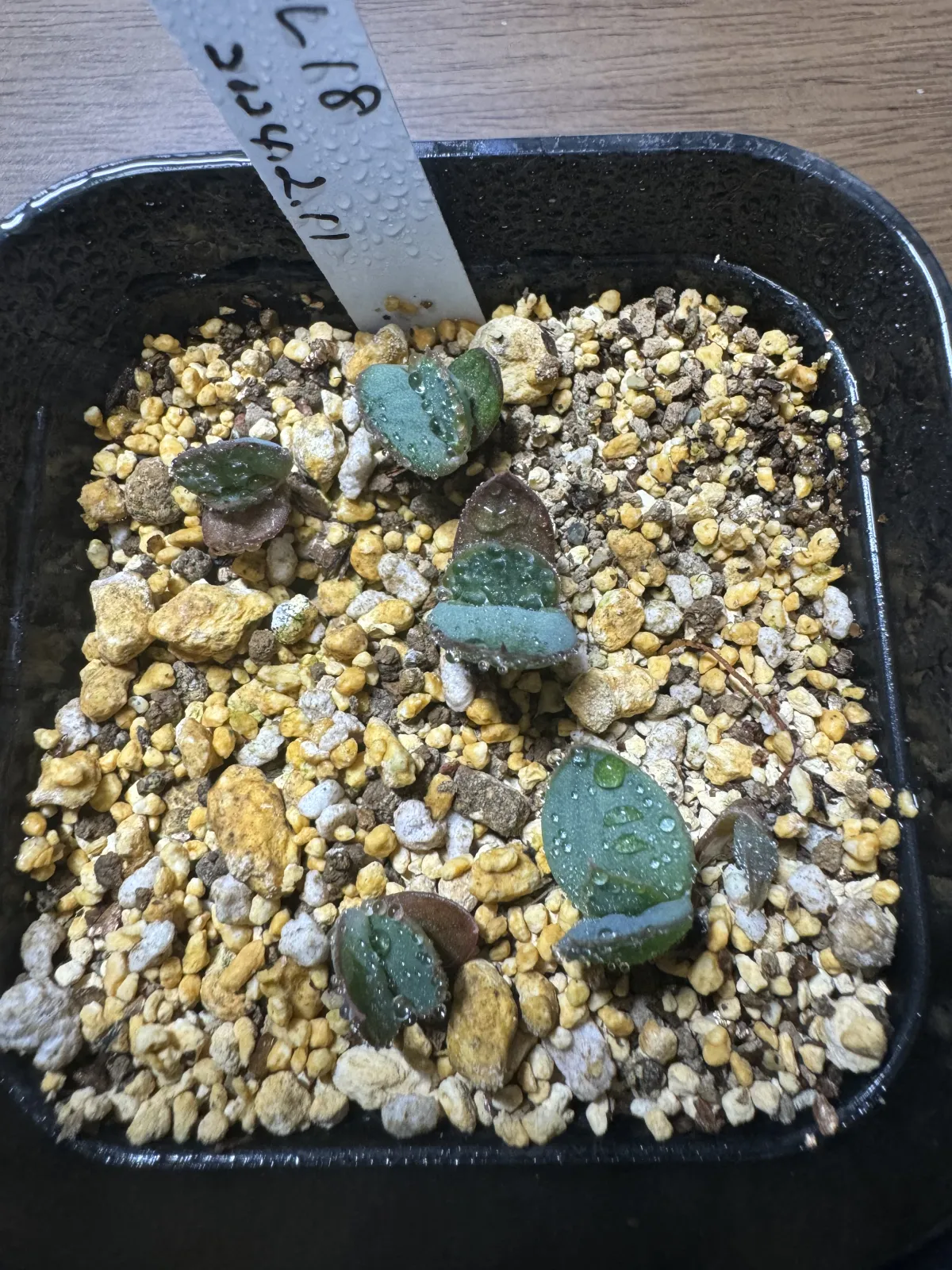 Aloe broomii (アロエ ブルーミー)