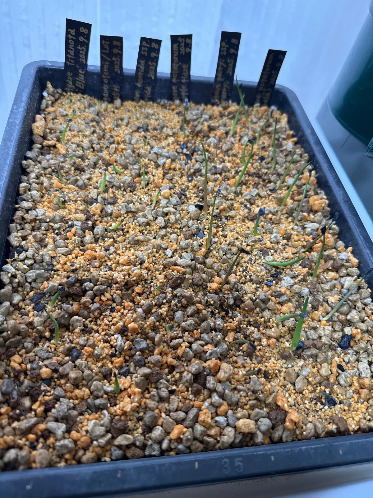 Agave potatorum Purple Haze (アガベ パープルヘイズ)