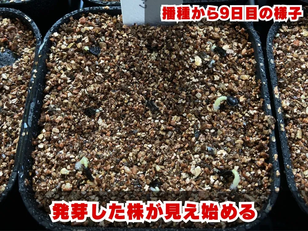 Agave striata subsp. striata Blue Dwarf (アガベ ストリアータ ブルードワーフ)