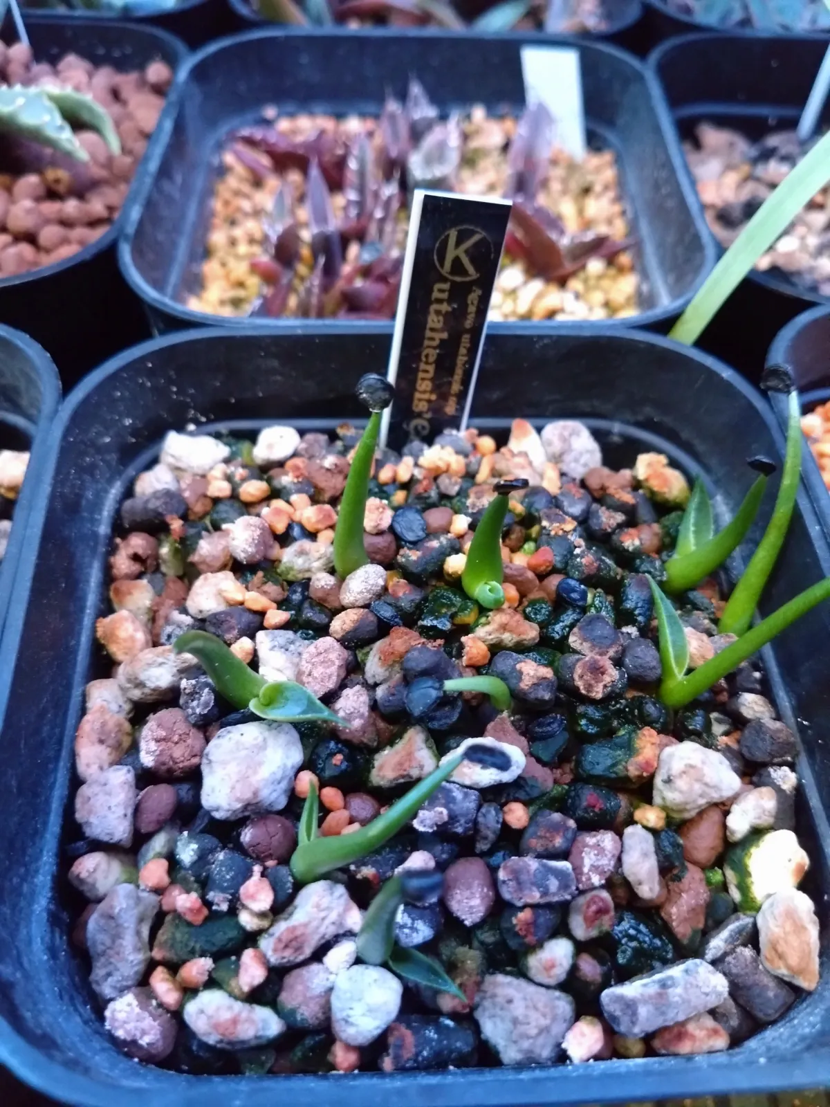 Agave utahensis ssp. utahensis 'Compacta' (アガベ ユタエンシスコンパクタ)